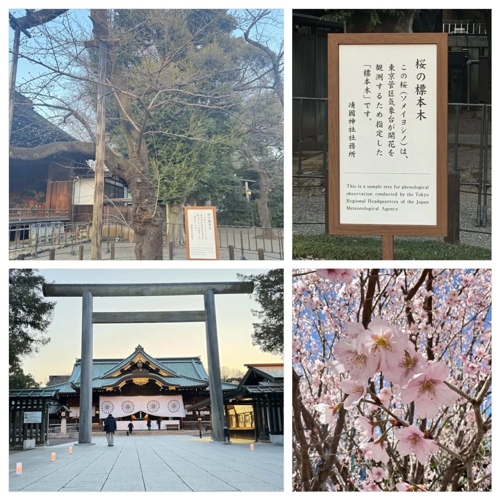 ◆桜ももう少し◆